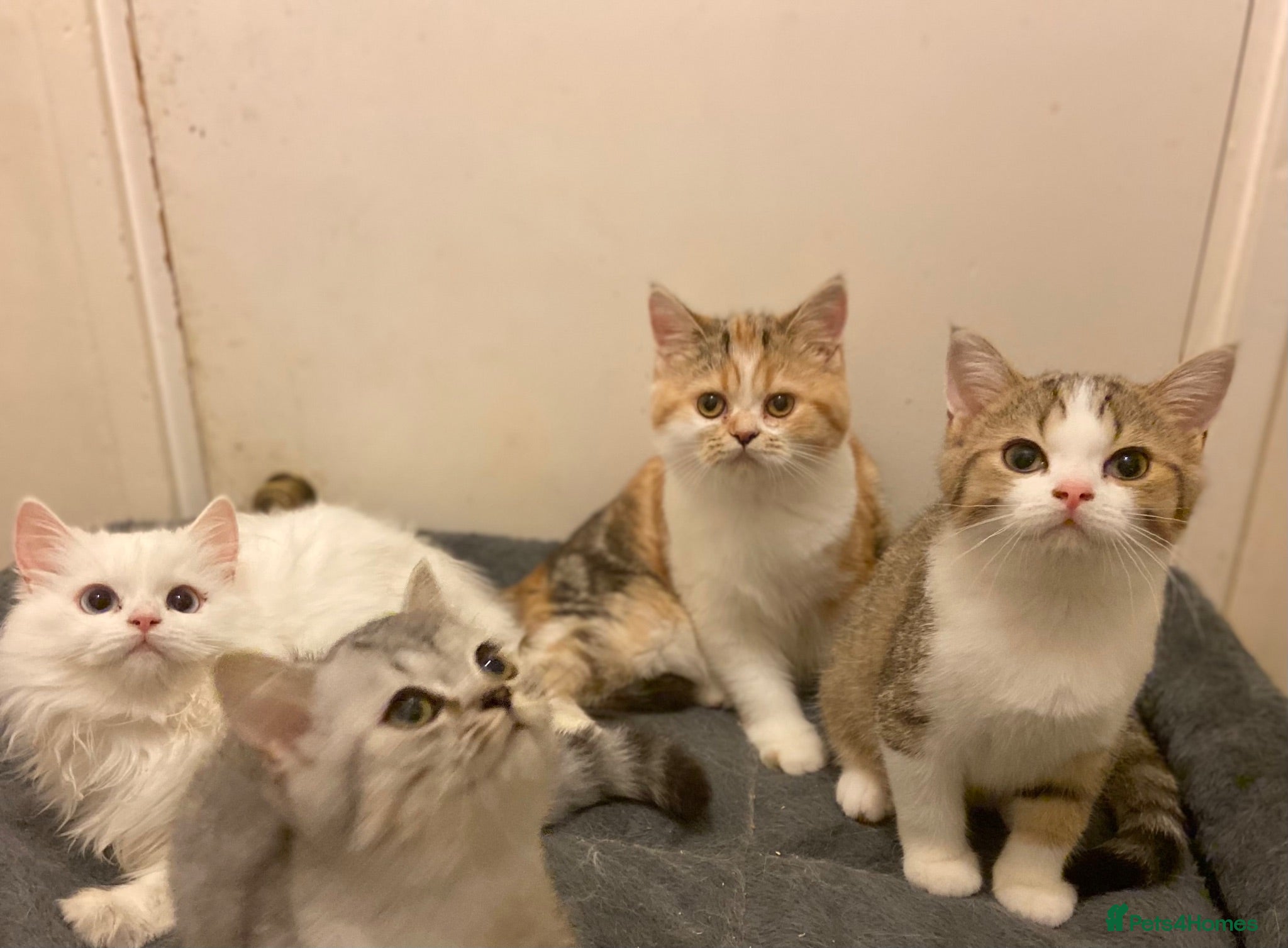 Munchkin cats ✨ Adorable TICA Registered Munchkin Kittens ✨ - Advert 2