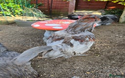 Chickens poultry for sale: Blue & red tailed bearded British Araucana - Image 9