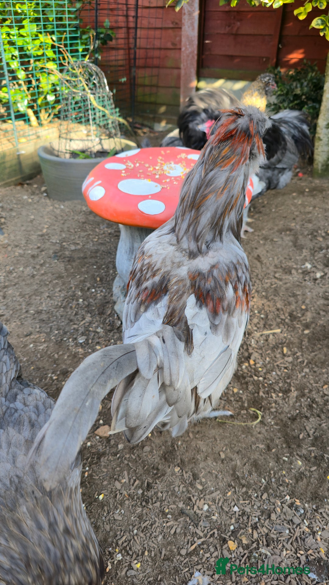 Chickens poultry for sale: Blue & red tailed bearded British Araucana - Image 9