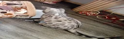 Bengal cats for sale: Beautiful silver female kit - Advert 4