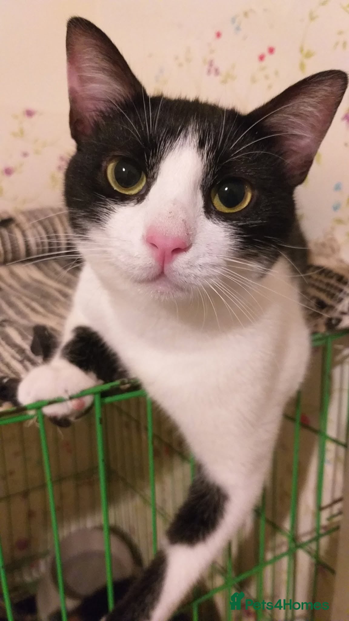Mixed Breed cats Full of cuddles Shakira <3 - Advert 1