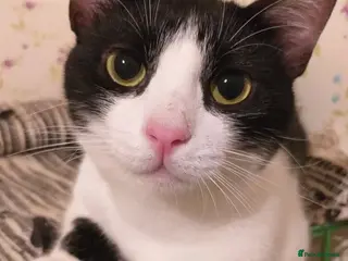 Mixed Breed cats Full of cuddles Shakira <3 - Advert 3