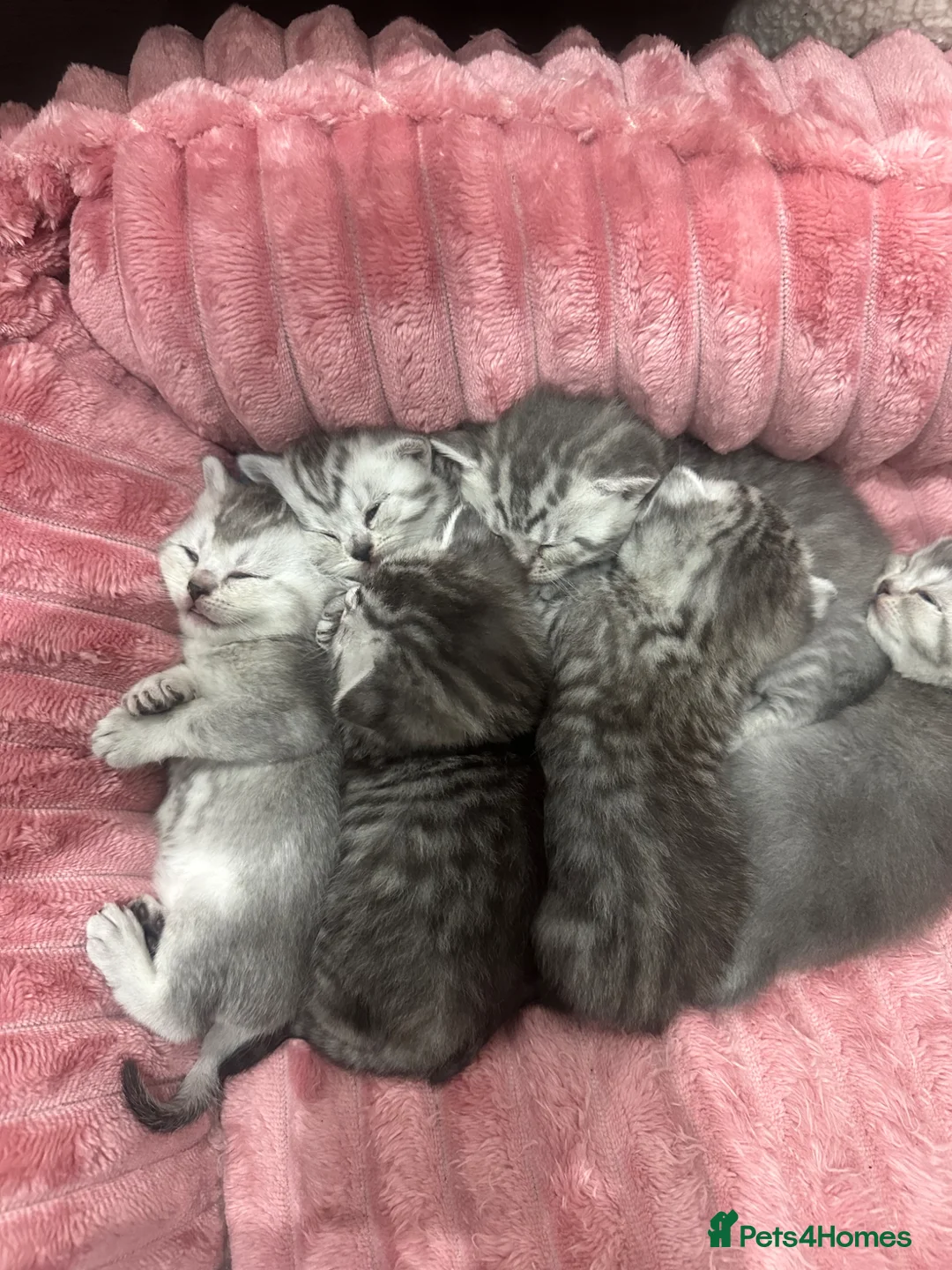 British Shorthair cats for sale: Mr Ardian - Advert 2