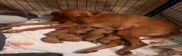 Hungarian Vizsla dogs for sale:  ❄️ Vizsla Pups Born 26/27th Dec ❄️ - Advert 11