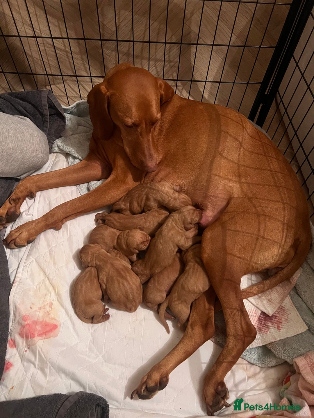 Hungarian Vizsla dogs for sale:  ❄️ Vizsla Pups Born 26/27th Dec ❄️ - Advert 11
