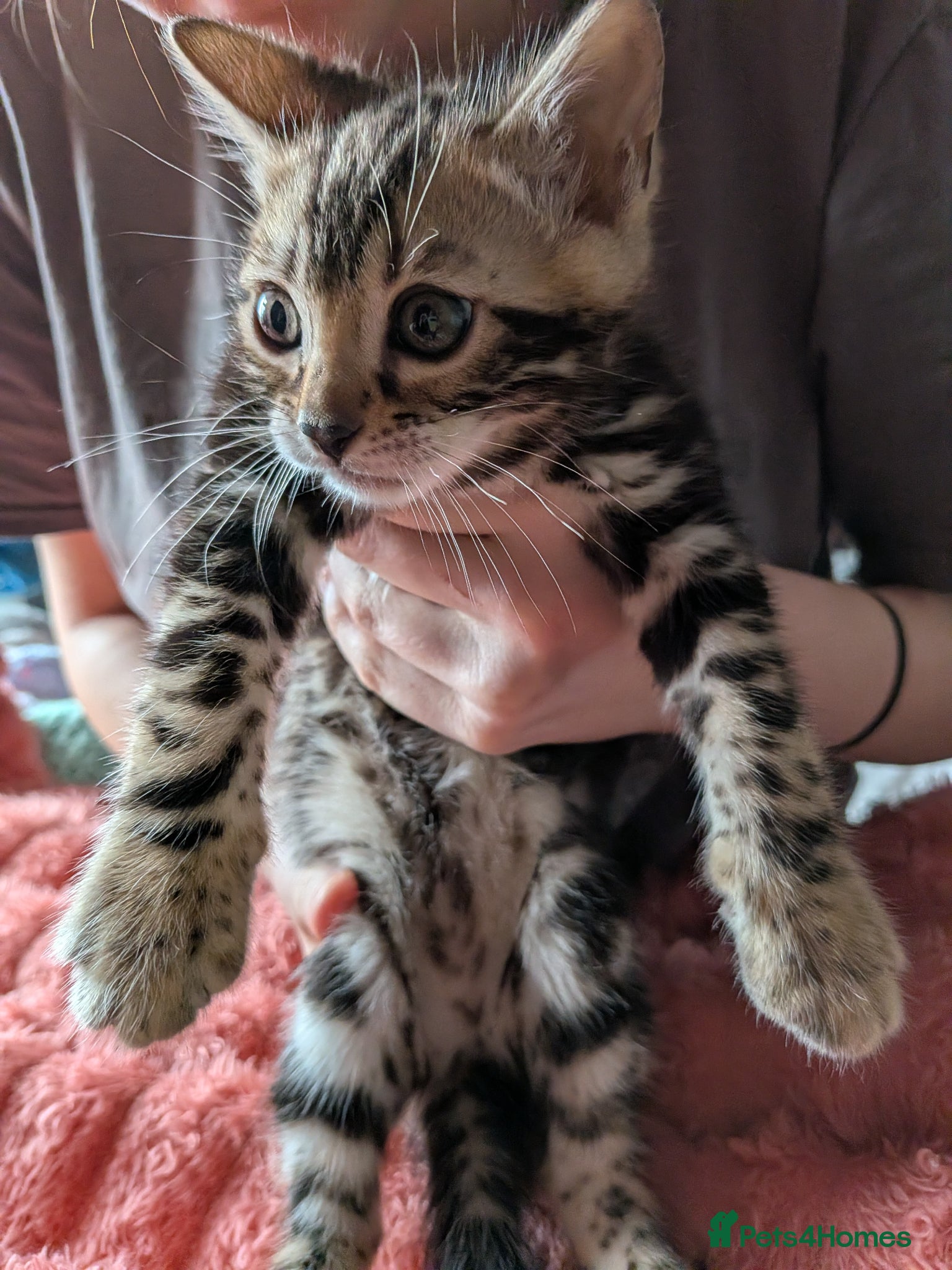 Bengal cats Gorgeous Marble Bengal Kittens - Ready Now - Advert 7