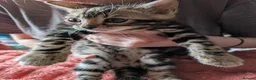 Bengal cats for sale: Gorgeous Bengal Kittens  - Advert 8