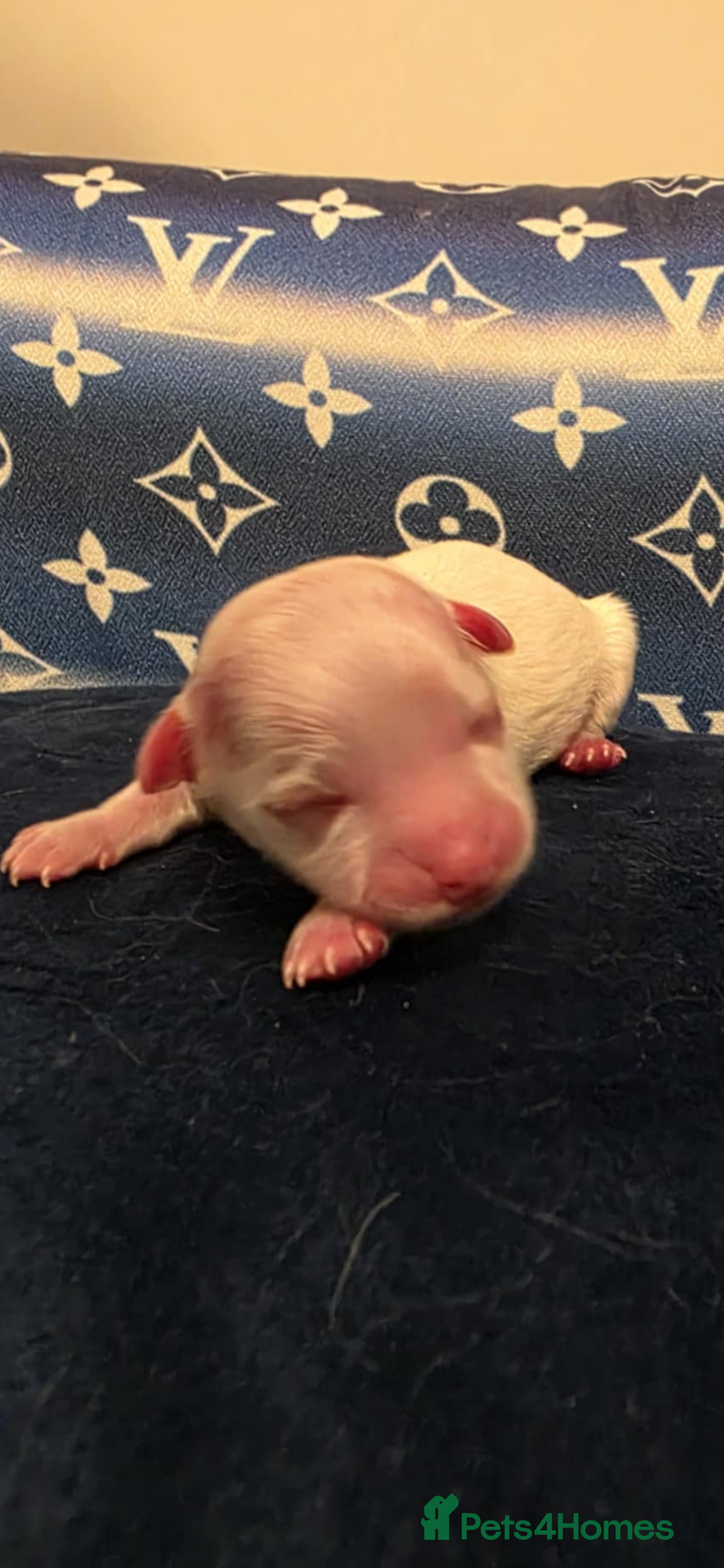 Maltese dogs for sale: Long awaited Maltese Kc puppies  - Advert 2