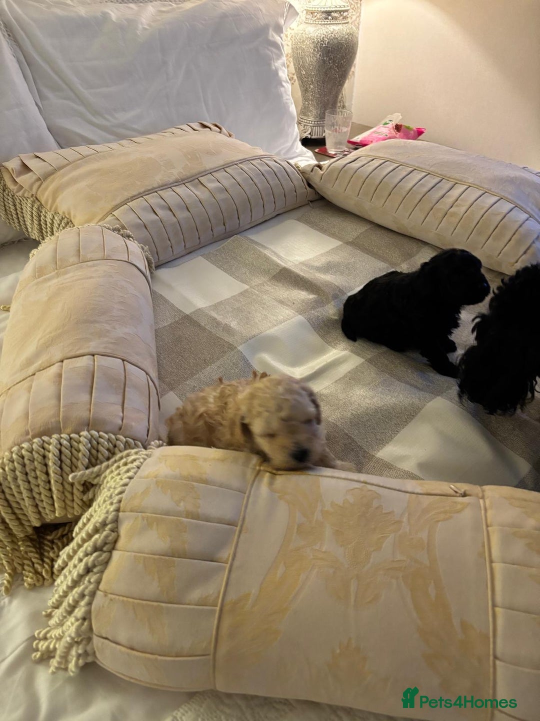Poochon dogs for sale: Toy poodle pochons - Advert 7