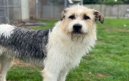 Mixed Breed dogs for adoption: Harley 💙 ( & brother Hershey )  - Advert 5