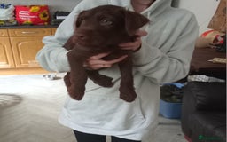 Patterdale Terrier dogs for sale: Patterdale 12weeks - Image 1