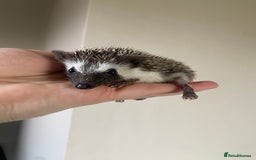 Pygmy Hedgehog rodents for sale: 1x male hoglet available to reserve  - Image 3