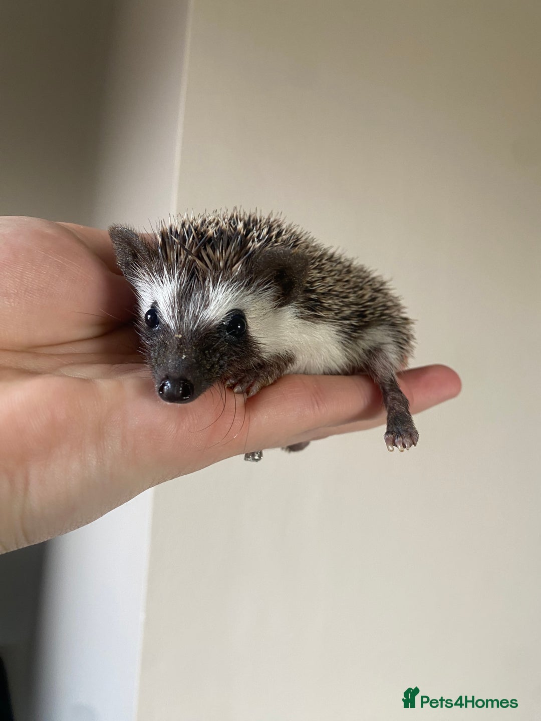 Pygmy Hedgehog rodents for sale: 1x male hoglet available to reserve  - Image 3