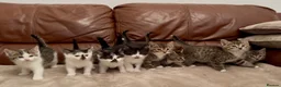 Mixed Breed cats for sale: Beautiful kittens  - Advert 10