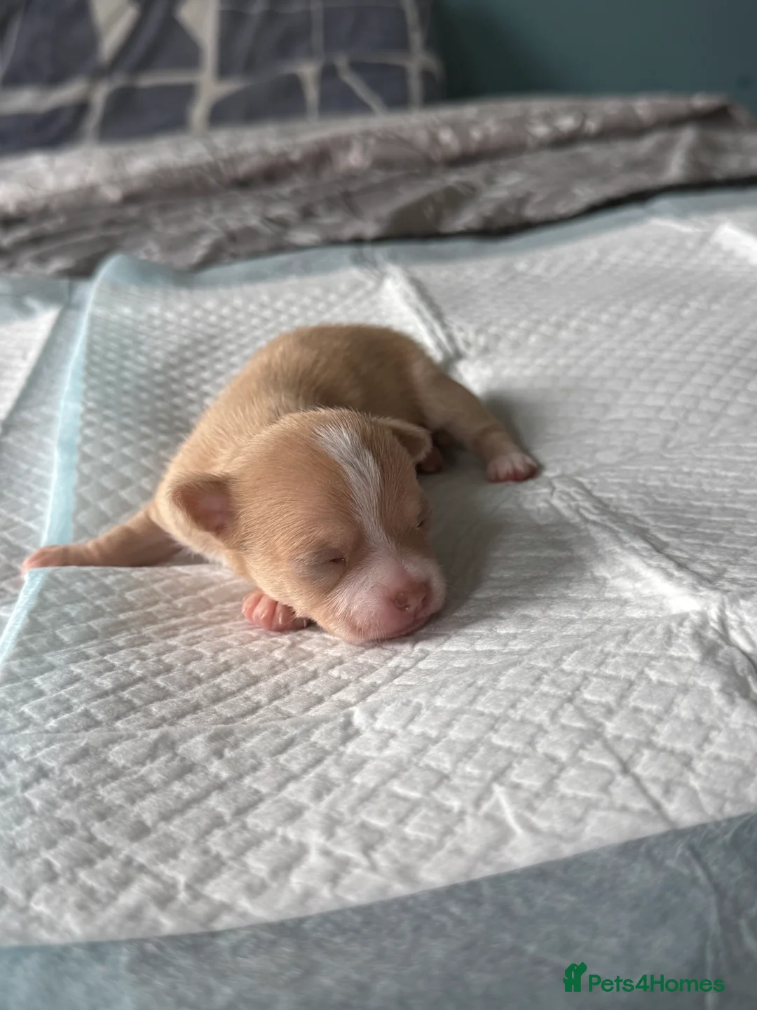 Chihuahua dogs for sale: 🐾💜 4 Beautiful Chihuahua Boys 💜🐾  - Advert 2