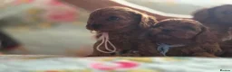 Cavapoo dogs for sale: Toy Cavapoo - Advert 23