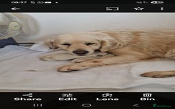 Golden Retriever dogs for sale: Golden Retriever puppies - Image 4