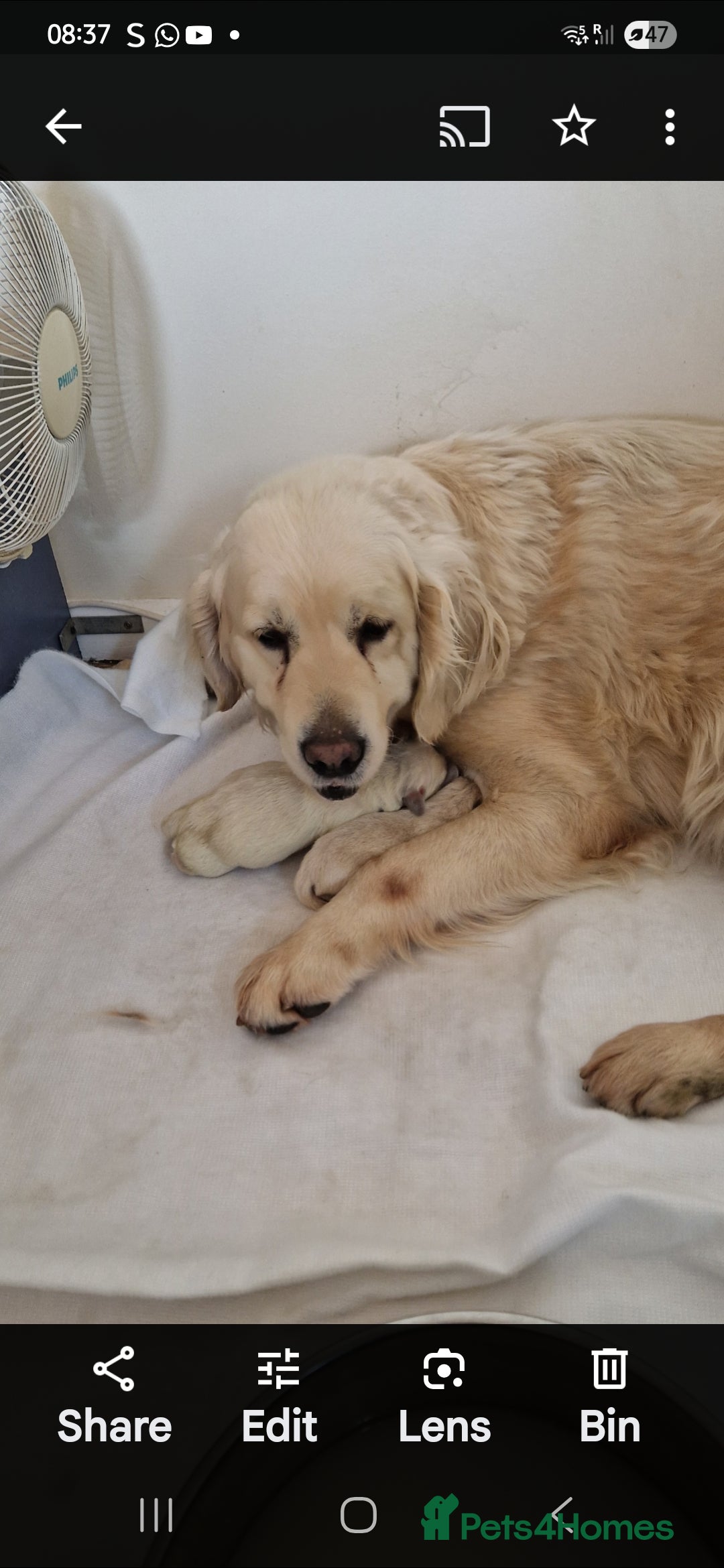 Golden Retriever dogs for sale: Golden Retriever puppies - Image 4