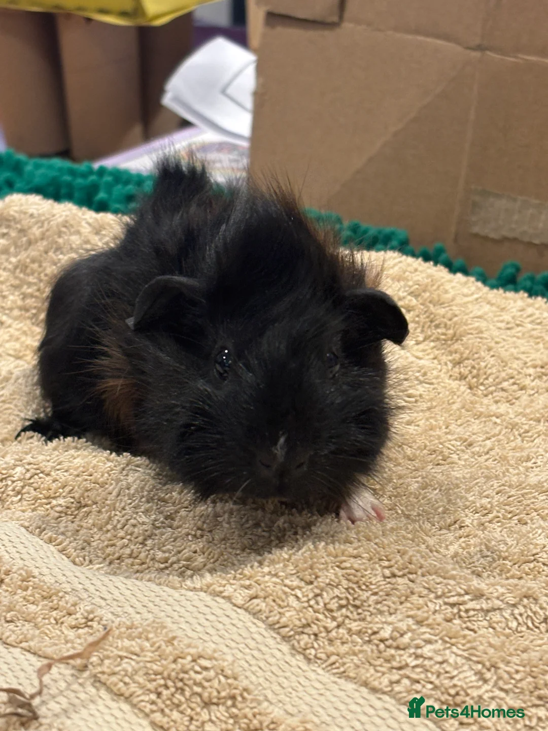 Guinea Pig rodents for sale: Male Baby Guinea Pig Brothers For Sale - Advert 3