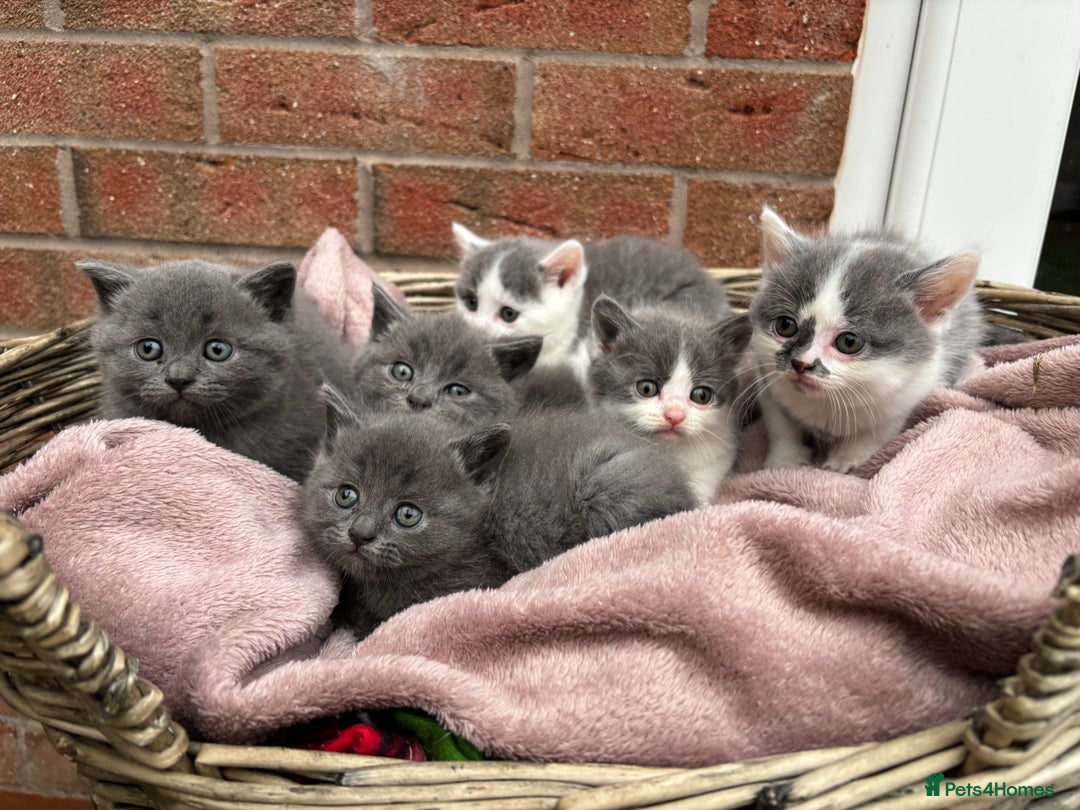 British Shorthair cats for sale: British shorthair kittens  - Image 19