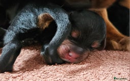 Cocker Spaniel dogs for sale: Working Cocker Spaniel Puppies  - Image 13