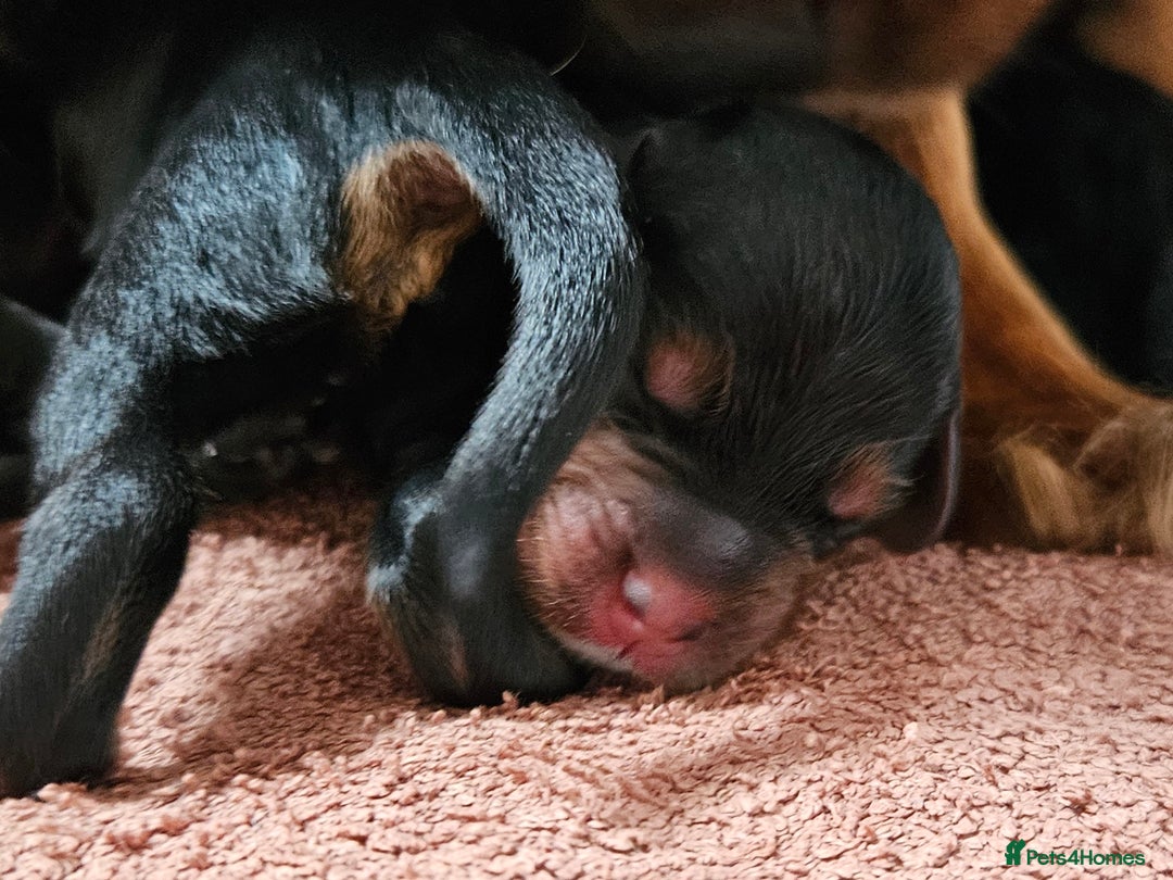 Cocker Spaniel dogs for sale: Working Cocker Spaniel Puppies  - Image 13