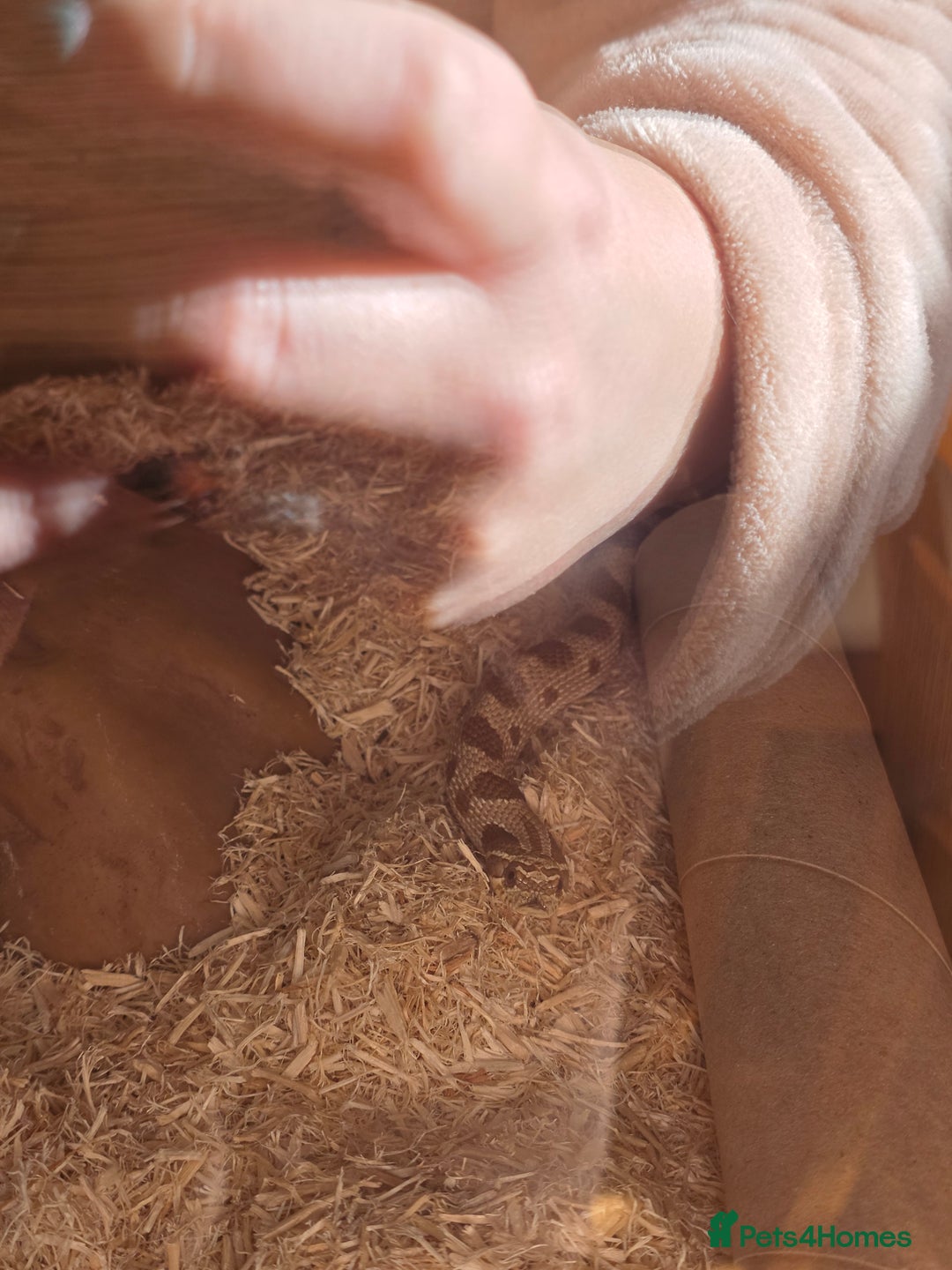 Snake reptiles for sale: Hognose snake  - Advert 2