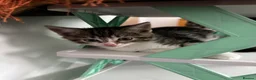 Domestic Shorthair cats for sale: Beautiful Tabby Girl Seeking Her Forever Home 🐾 - Advert 11