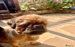 Shih Tzu dogs for sale: Full pedigree Male Shihtzu  - Image 3