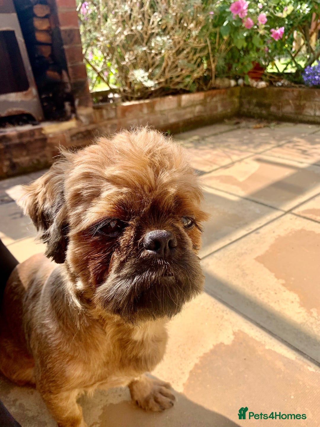 Shih Tzu dogs for sale: Full pedigree Male Shihtzu  - Image 3
