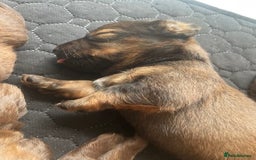 Mixed Breed dogs for sale: Dachshund Cross Pups - Image 11