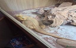 Dragon reptiles for sale: Bearded dragon with full set up - Image 4