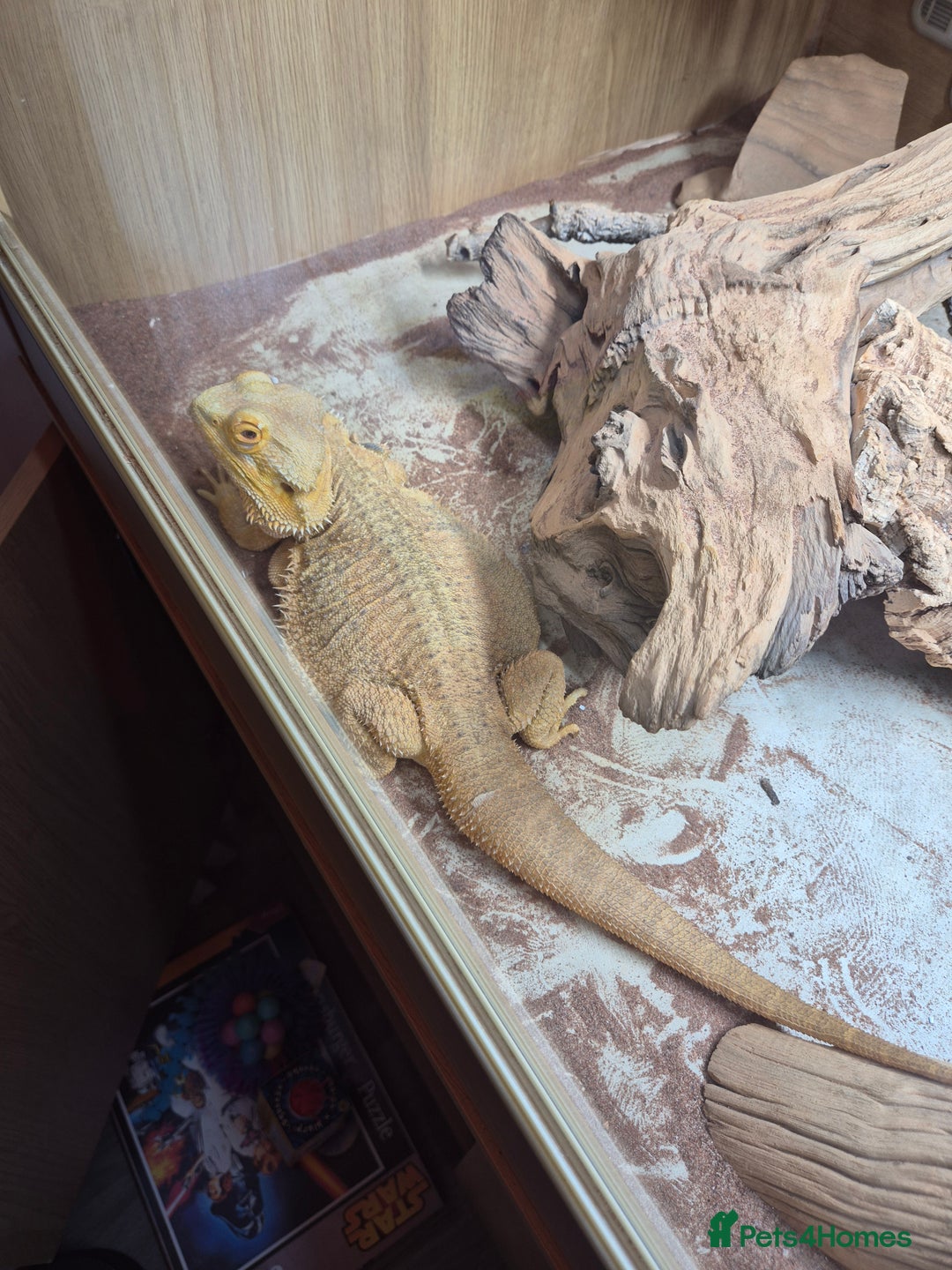 Dragon reptiles for sale: Bearded dragon with full set up - Image 4