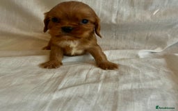 Cavalier King Charles Spaniel dogs for sale: 🐶 KC, RUBY RED cavalier King Charles  - Image 19
