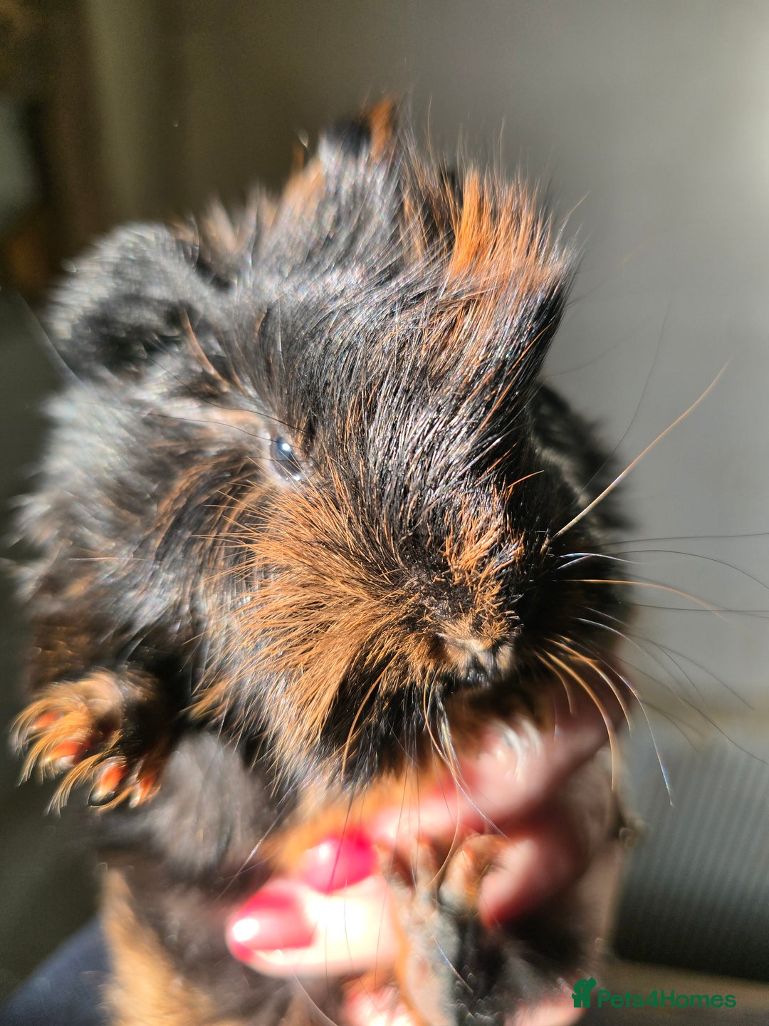 Guinea Pig rodents for sale: Male baby guinea pig  - Advert 3