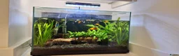 Other/Mixed Breed fish for sale: Guppies, sunset platys, shrimp and ottocynclis - Advert 2