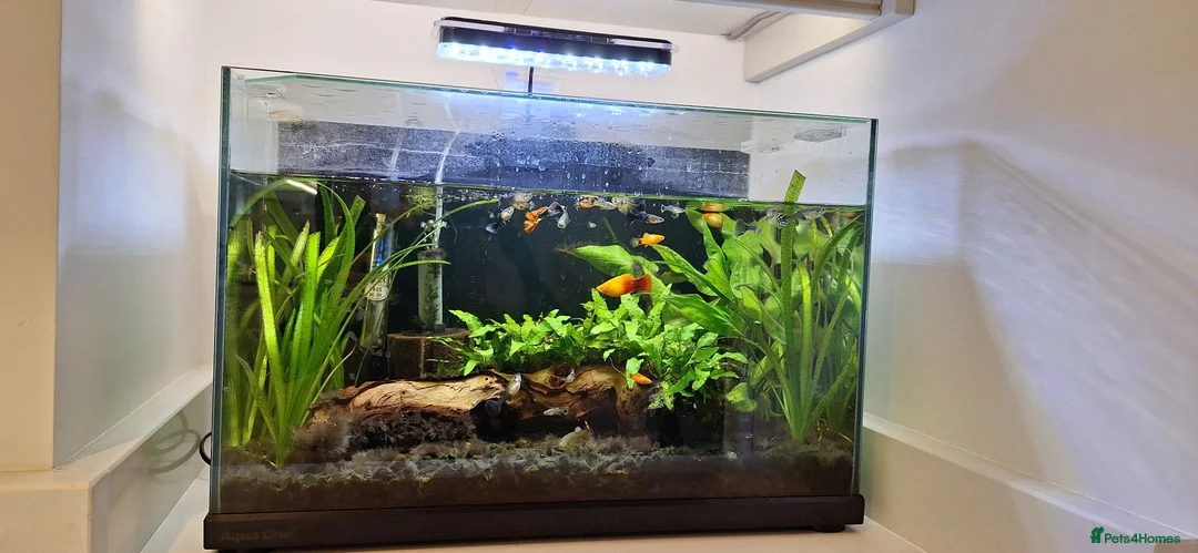 Other/Mixed Breed fish for sale: Guppies, sunset platys, shrimp and ottocynclis - Advert 2