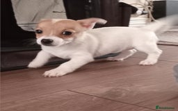 Jack Russell dogs for sale: Jack x chihuahua pups READY TO LEAVE  - Image 2