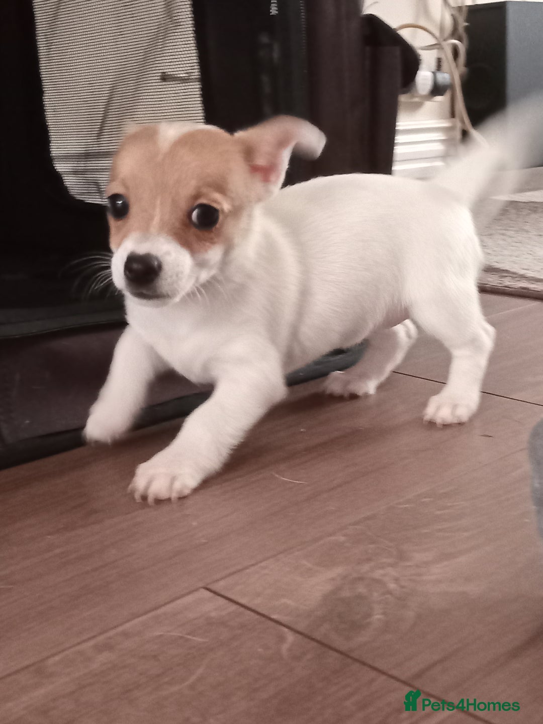 Jack Russell dogs for sale: Jack x chihuahua pups READY TO LEAVE  - Image 2