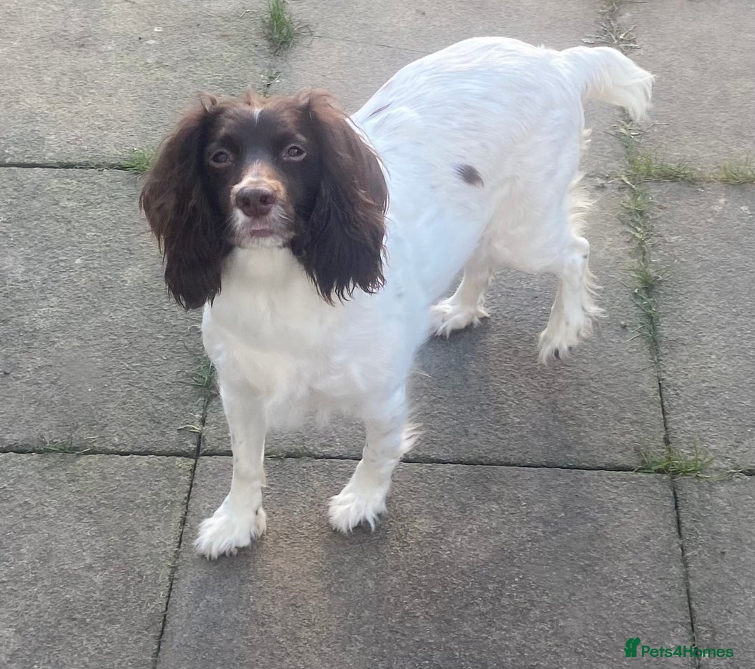 Sprocker dogs for sale: 3 Sprockers left - Advert 1