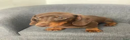 Miniature Dachshund dogs for sale: One Beautiful boy left, KC reg, pra clear - Advert 3