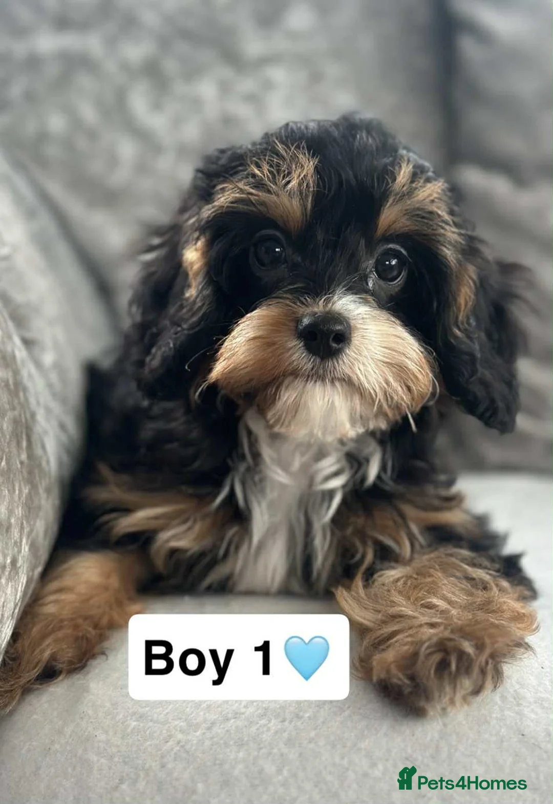 Cavapoo dogs for sale: Stunning DNA CAVAPOO puppies - Advert 1