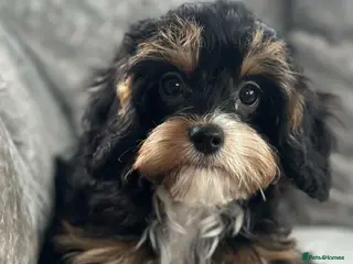 Cavapoo dogs Stunning DNA CAVAPOO puppies - Advert 8