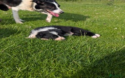 Border Collie dogs for sale: Border collie puppies - Image 7