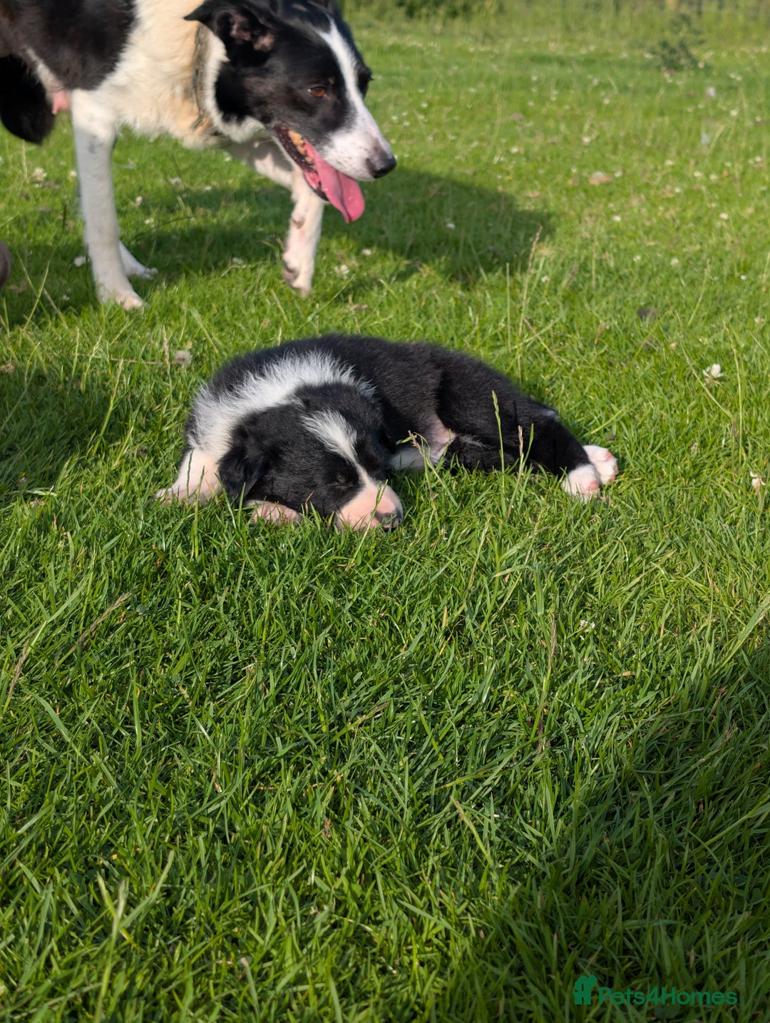 Border Collie dogs for sale: Border collie puppies - Image 7
