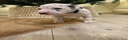 Dalmatian dogs for sale: 5 Generation KC Registered Dalmatians Boys - Advert 19