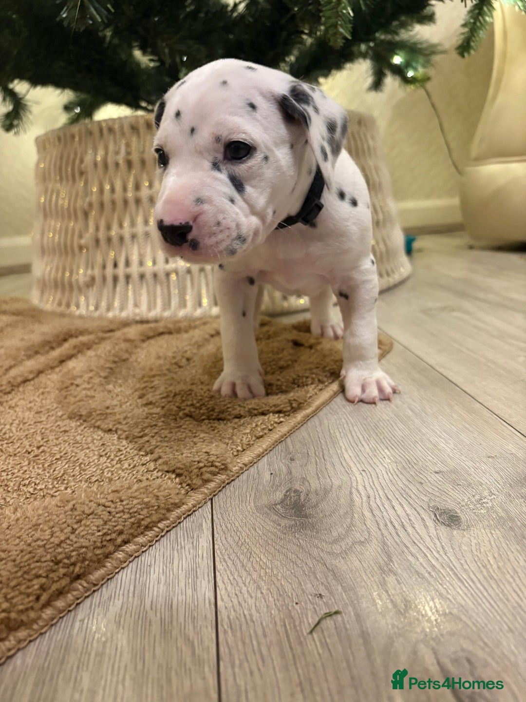 Dalmatian dogs for sale: 5 Generation KC Registered Dalmatians Boys - Advert 19