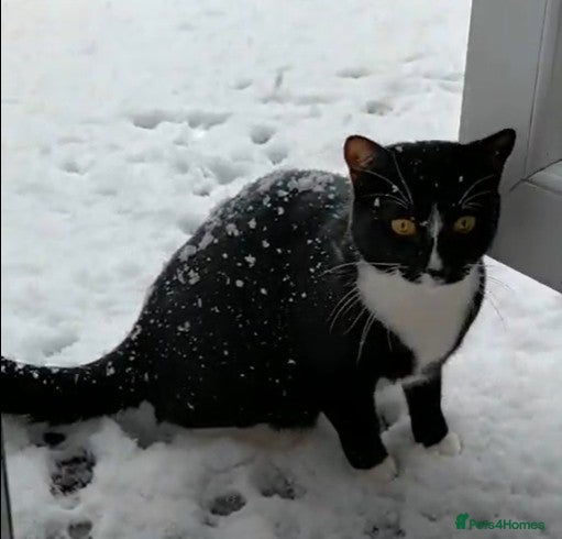 Mixed Breed cats for sale: Cleo - Black and White Cat - Advert 3
