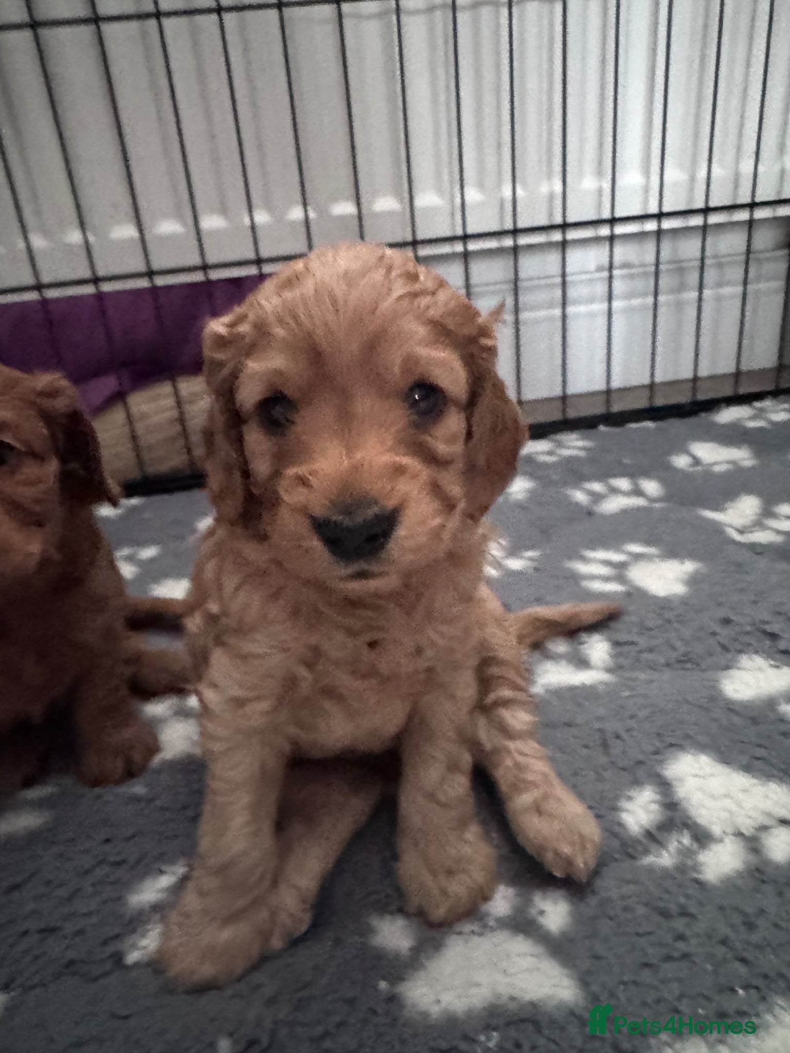 Cockapoo dogs Beautiful Home-Raised cockapoo Puppies –  - Advert 1