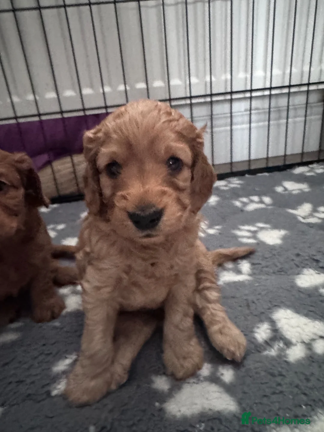 Cockapoo dogs for sale: Beautiful Home-Raised cockapoo Puppies –  in Paisley - Advert 1